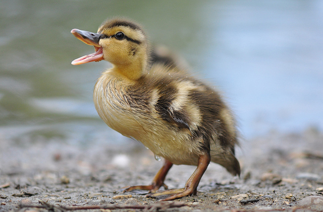 Spring Ducklings