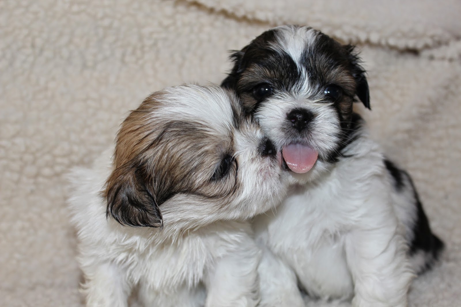 Lhasa Apso Penny's Pups from birth to new homes cute lhasa apso