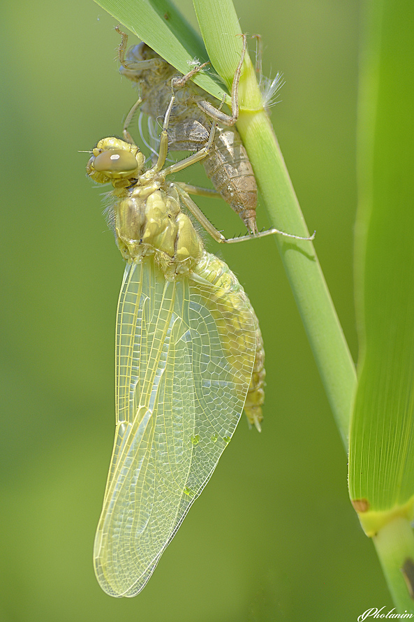 emergence Orthetrum cancellatum
