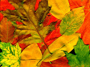 Muchas hojas del color del otoño. Fondo de pantalla de hojas de el color de . muchas hojas del color del otoã±o