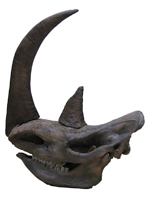 Coelodonta skull