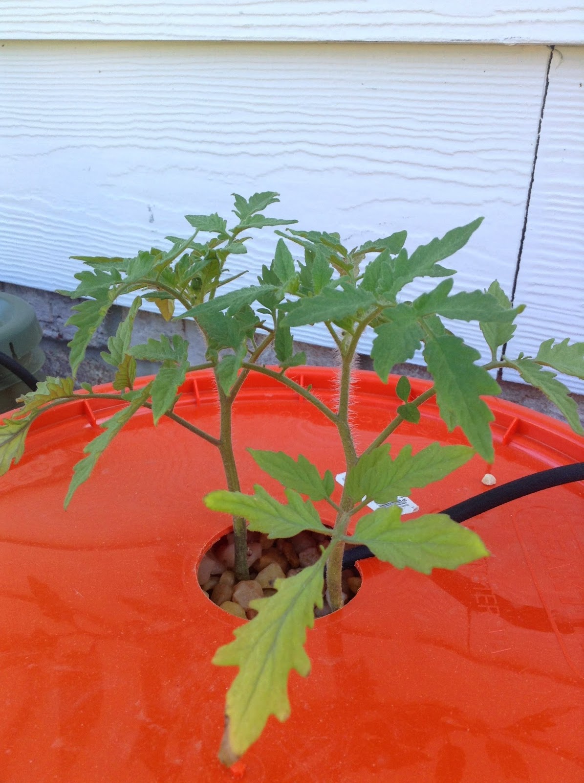 things n dreams Dutch Bucket Tomatoes update