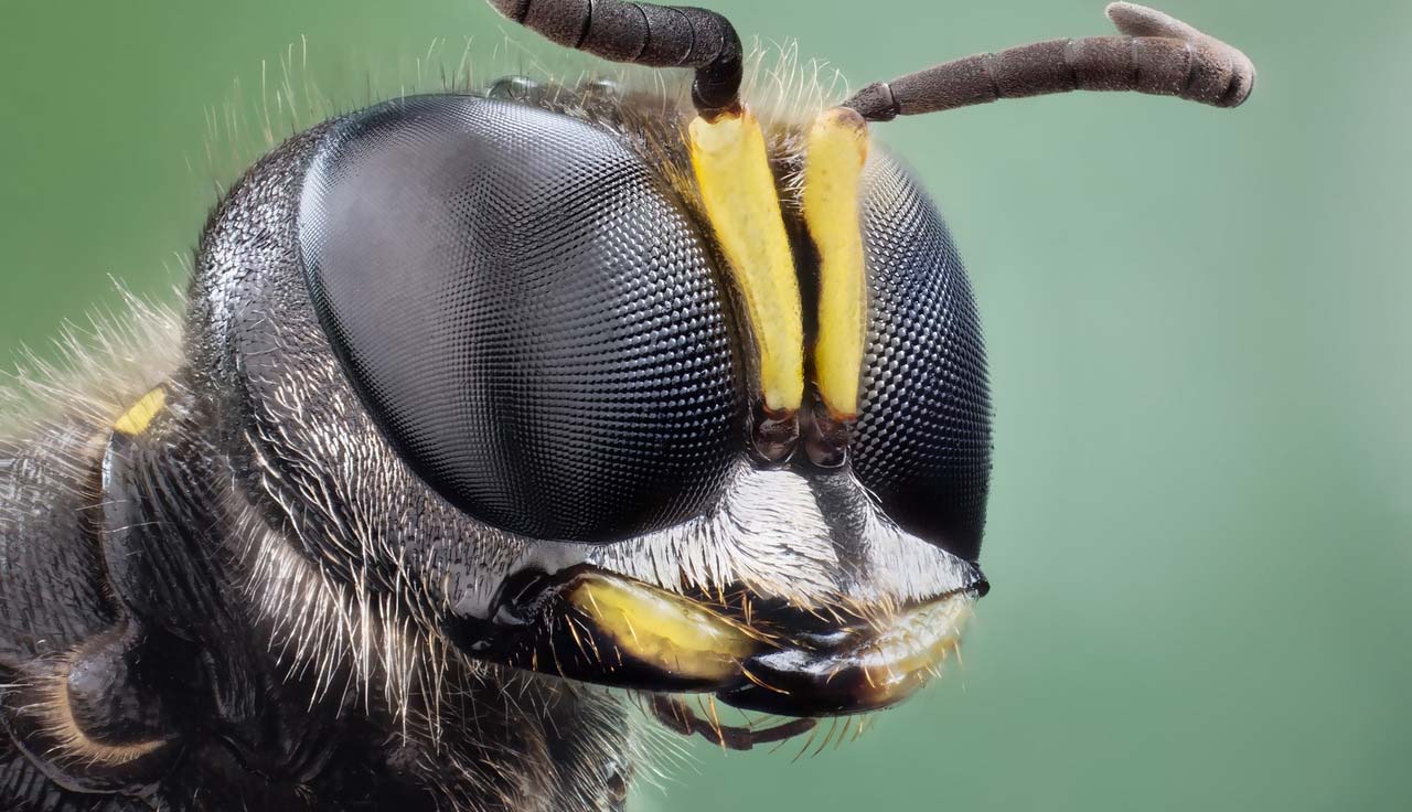 bee+eye+close+up.jpg