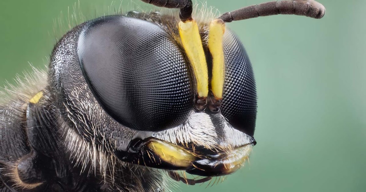 Animal Photography bee eye close up