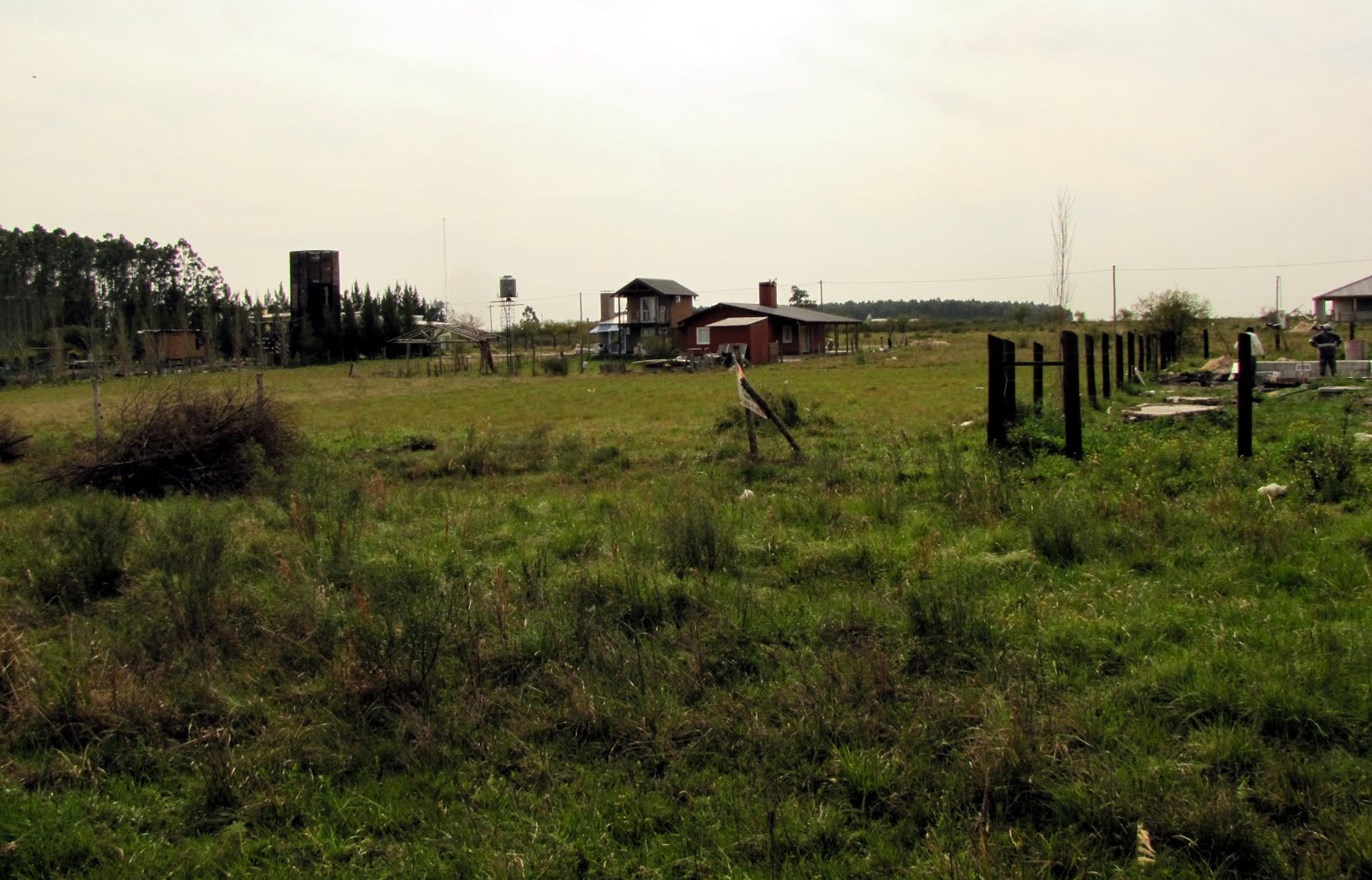 Mi plantación de árboles