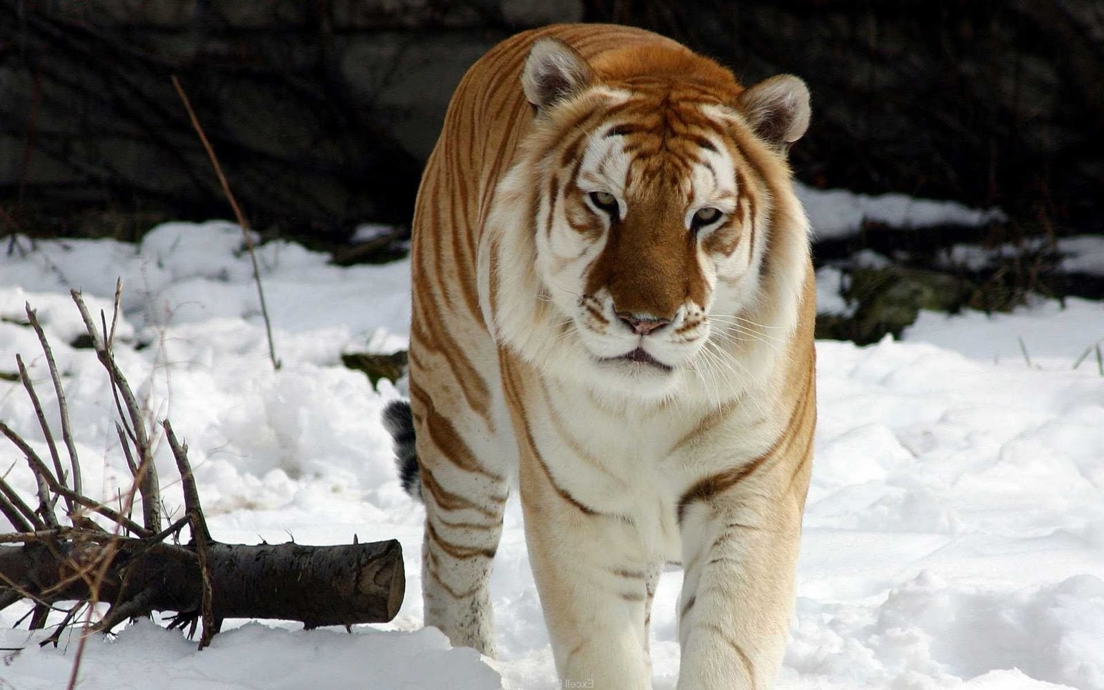 Animal wallpapers original | Download Animal Wallpaer|Best bacground