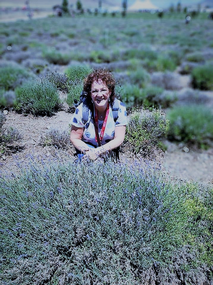 Fields of Lavender