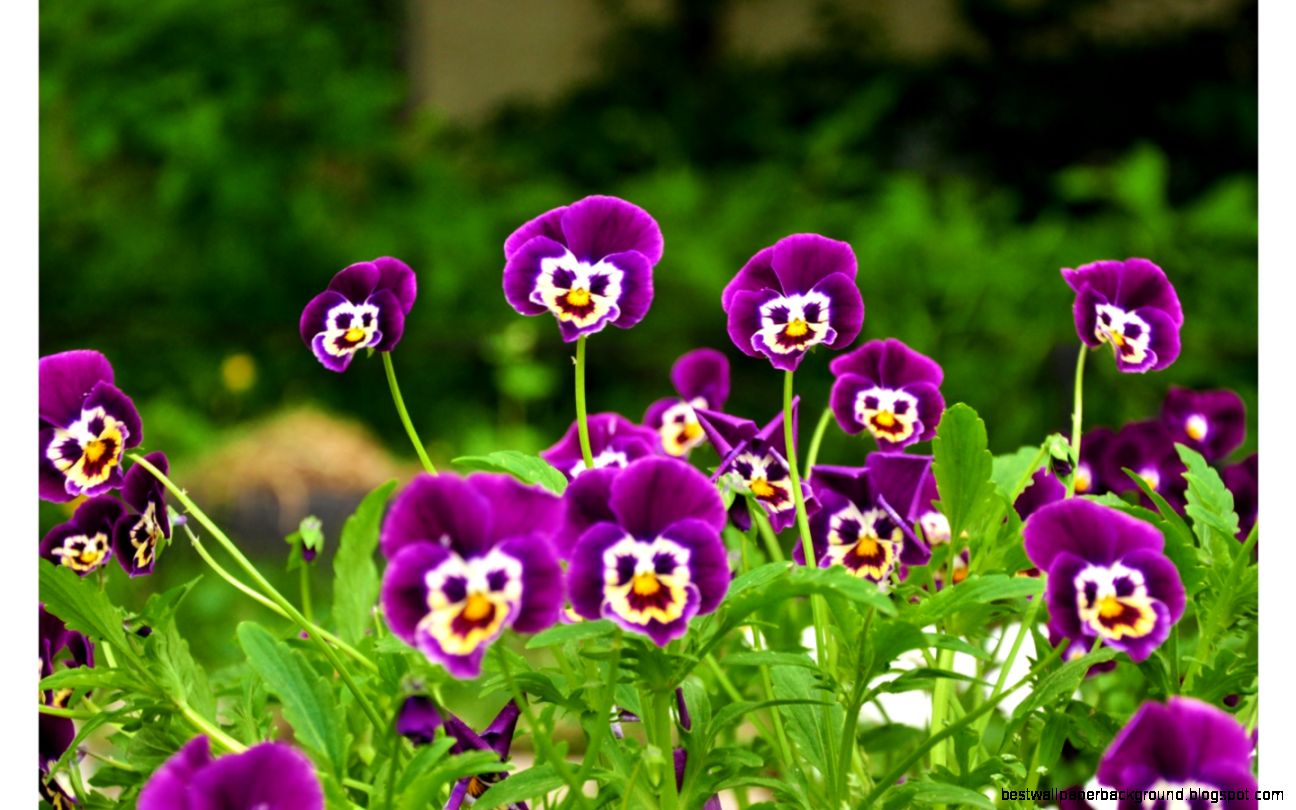 Funny Purple Flowers Wallpapers 1440x900 392499 Funny Purple Flowers Wallpapers 1440x900 392499