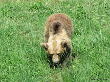 Oso pardo cantábrico