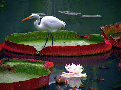 Birds Pigeons Pakistan: Big Birds Wallpaper