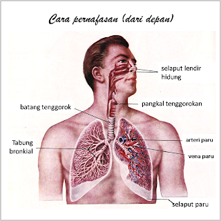 GAMBAR ANATOMI-ORGAN TUBUH MANUSIA | freewaremini