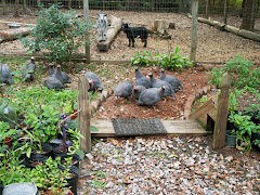 The guineas