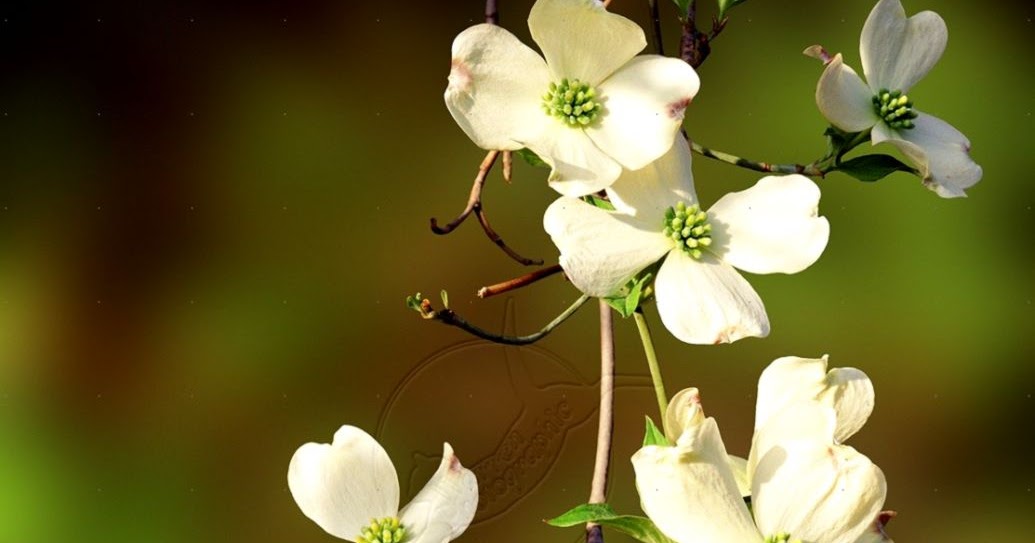 Flowering Dogwood | HD Wallpapers Plus