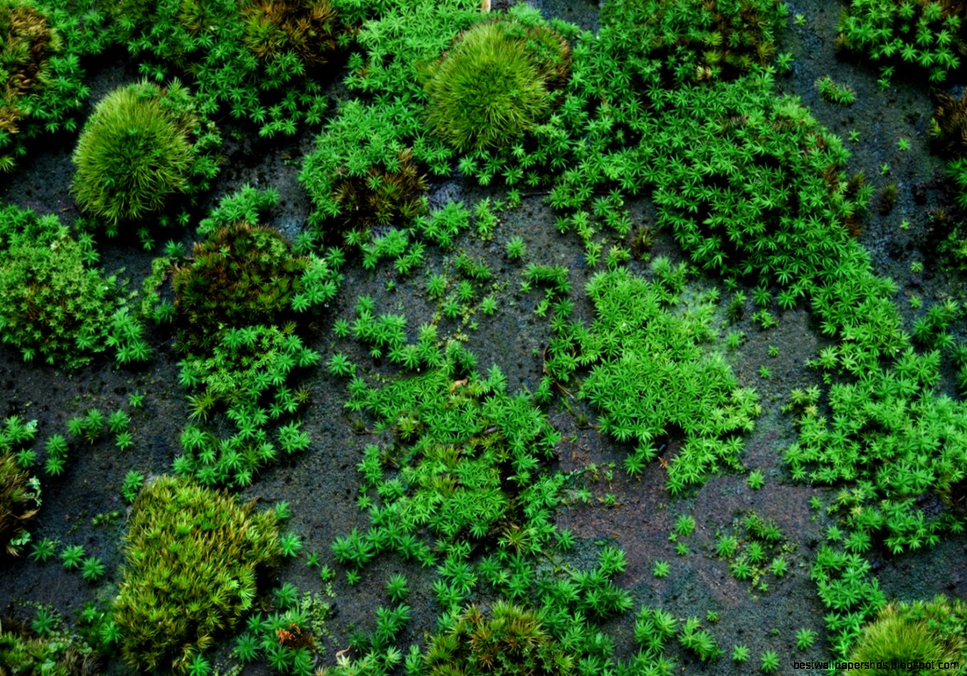 Moss On Rocks Moss On Rocks