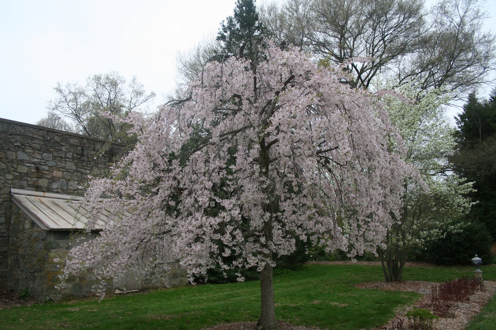 Field Journal for Trees in the City Course Tree 9 Weeping Yoshino