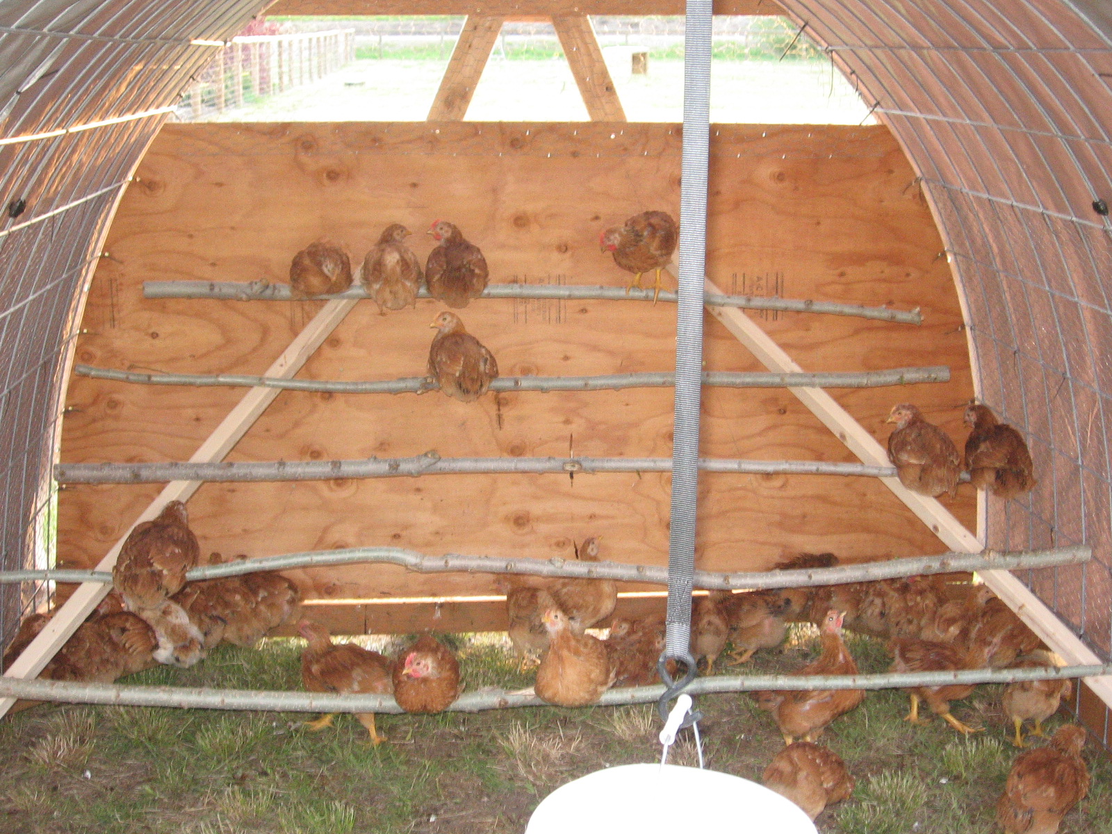 Project Freedom Ranger Week 6 Fixed Roosts