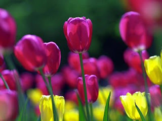 Tulipán, una flor con historia . tulipanes violeta y amarillo