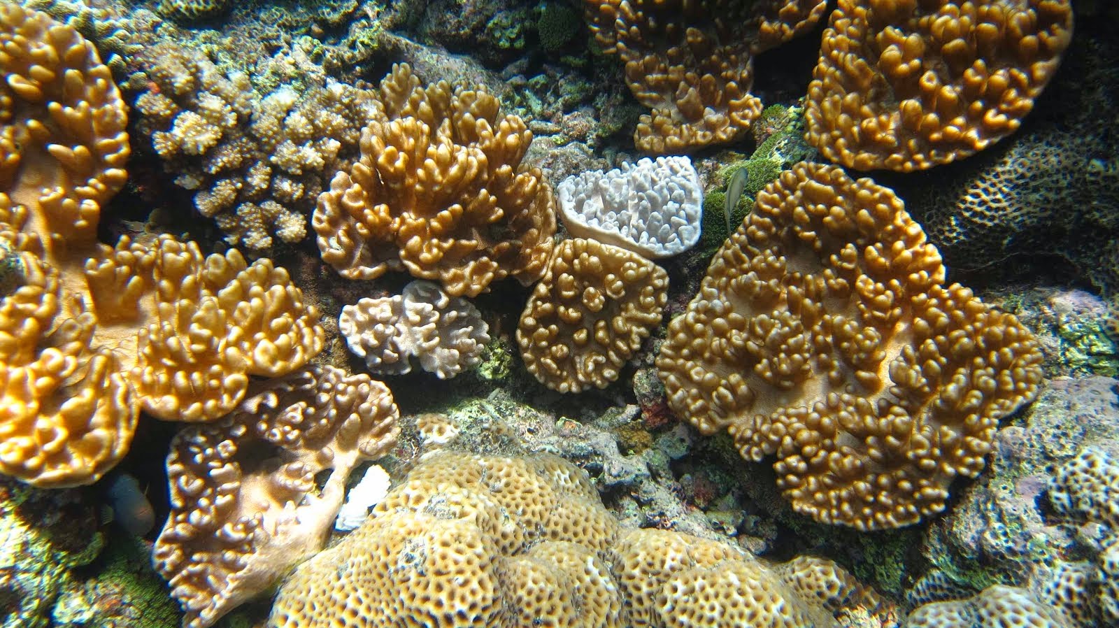 Plaques de corail