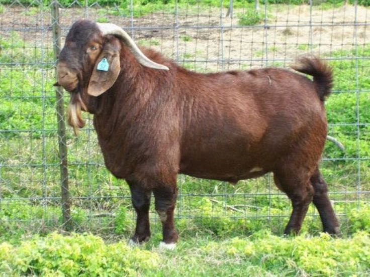 South African Boer Goat Bucks Boer Goats Animals World