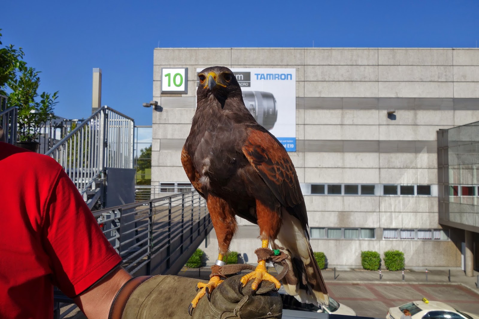 Richard Bjerkoe - Robust Dad - Photokina bird