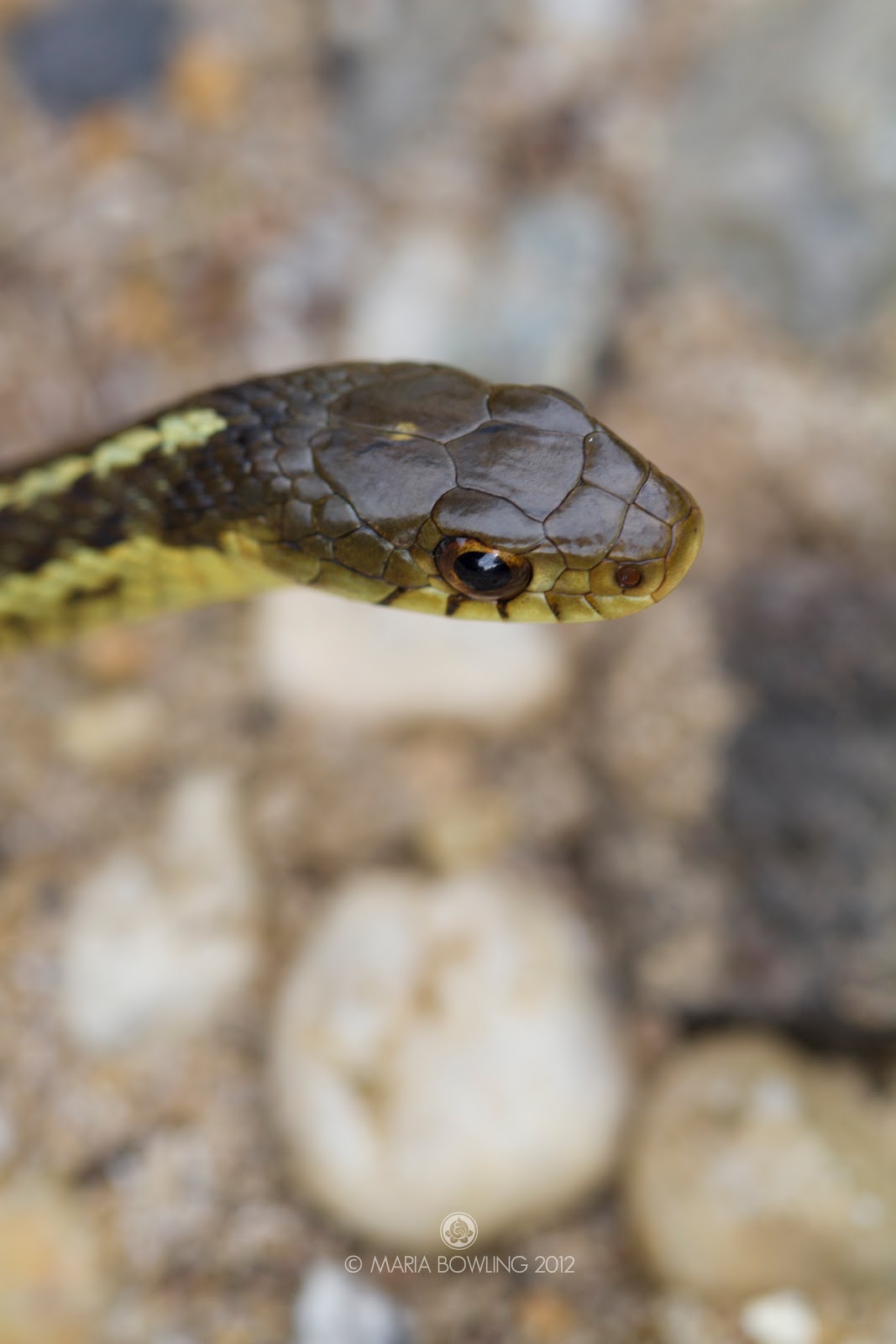 Pretty Medicine Snake Medicine