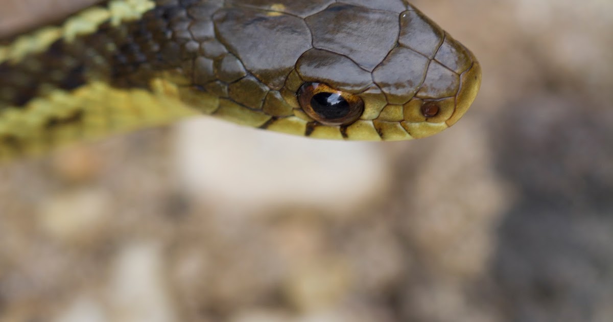 Pretty Medicine Snake Medicine