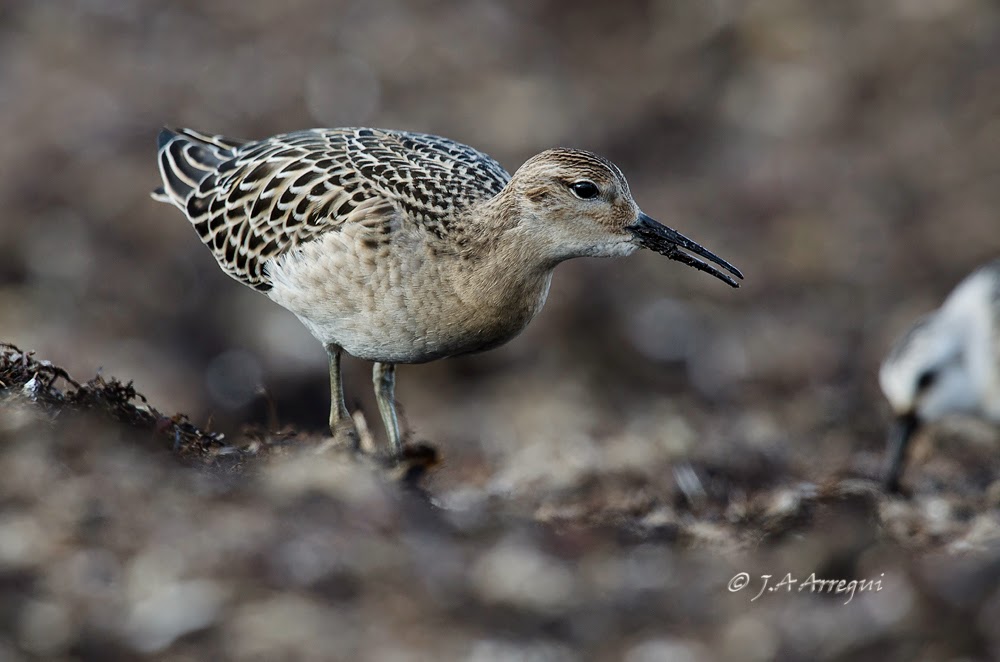 Combatiente, Philomachus pugnax, Ruff Combatiente, Philomachus pugnax, Ruff
