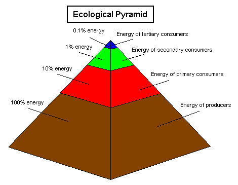 Ecosystem Levels