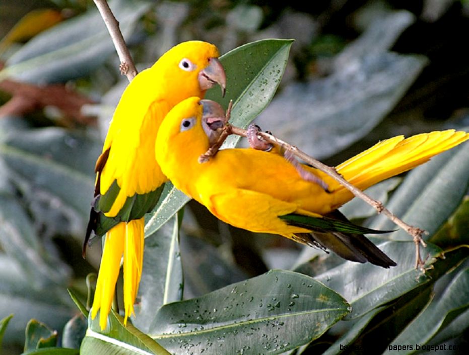 High Resolution Pictures Nice Pictures Best Scienaries High Resolution Pictures Nice Pictures Best Scienaries