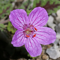 http://wild-flowers-of-europe.blogspot.nl/2015/05/erodium-boissieri.html