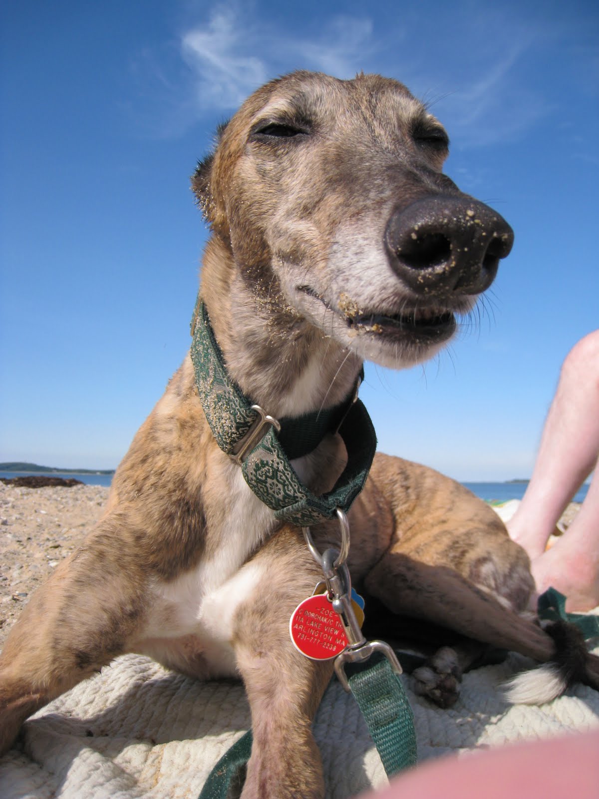 Saving Greys, by GREY2K USA Worldwide Florida Greyhound Tour Enters