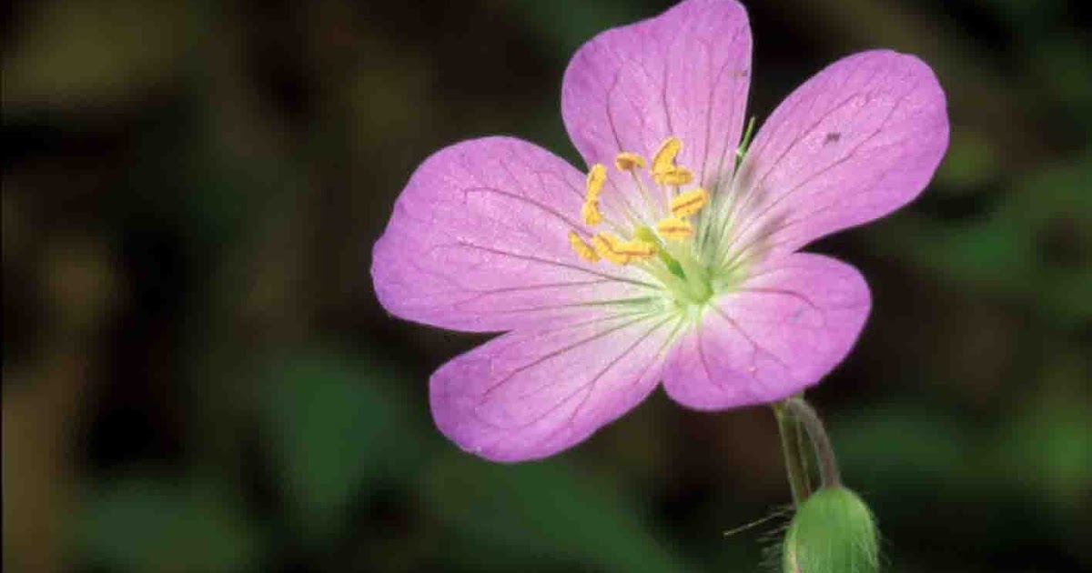 Kentucky Native Plant and Wildlife Plant of the Week Wild Geranium