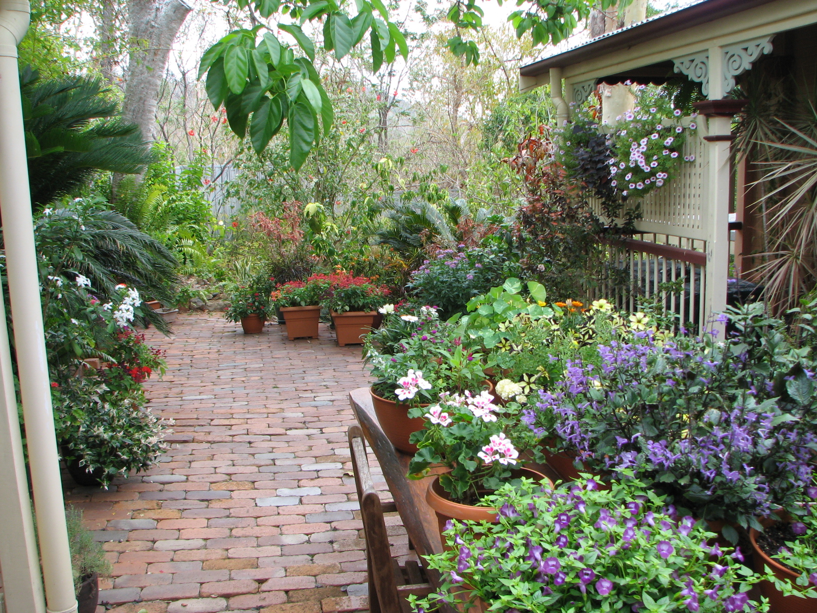 My Dry Tropics Garden A Hint Of Rain My Dry Tropics