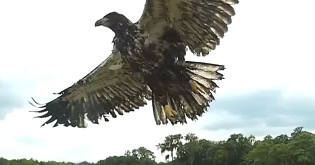 White Wolf : 450th rehabilitated Bald Eagle released back into the