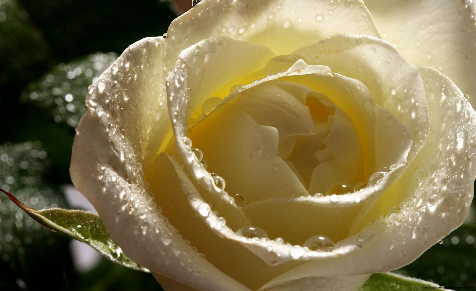 White Rose Desktop Wallpaper Flowers White Rose Desktop Wallpaper Flowers