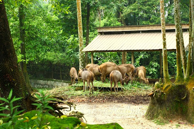 Zoo Taiping