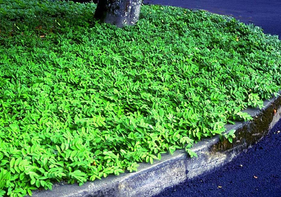 Beechwood Landscape Architecture and Construction Creeping St