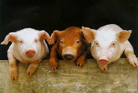 Politics: La fable des 3 petits cochons