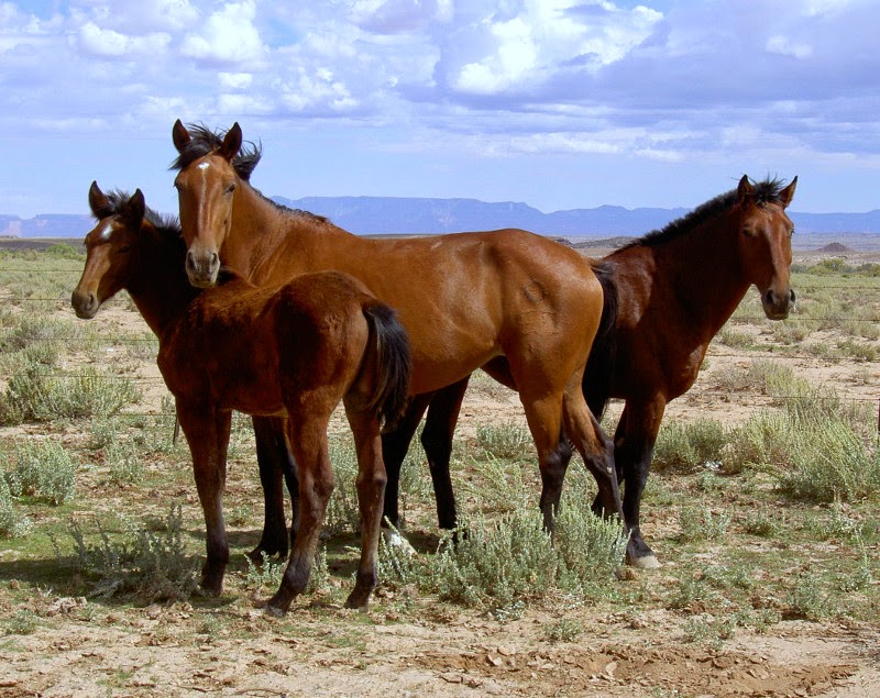 How long did horses last in the old west