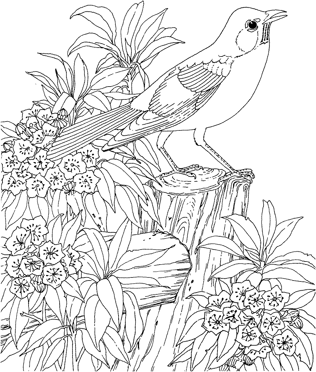 Kids Page: Birds Coloring Pages | Printable Birds Coloring Picture  Worksheets