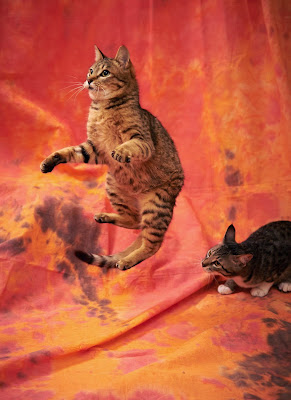 50 Funny Pictures of Cats Jumping