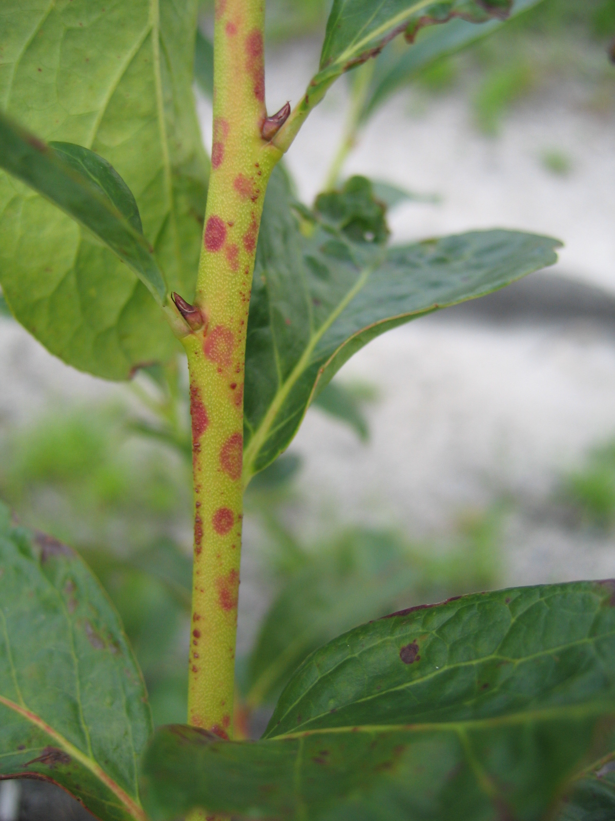 The NC Blueberry Journal Scouting fields for blueberry red ringspot virus