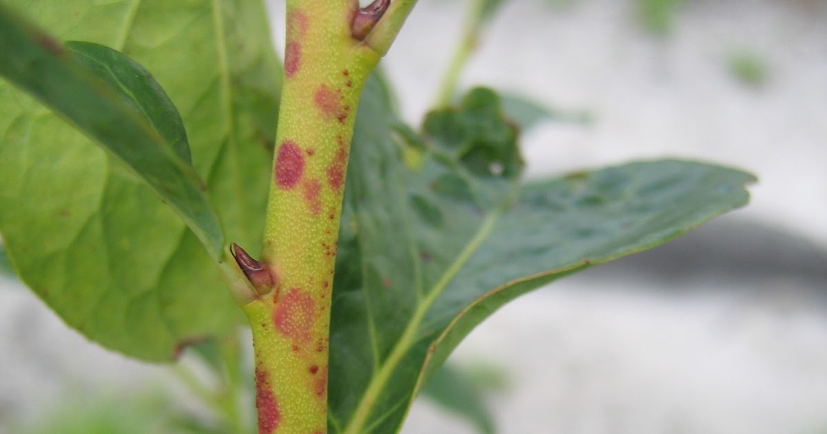 The NC Blueberry Journal Scouting fields for blueberry red ringspot virus