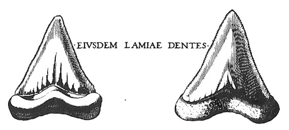 rencontre avec un grand requin blanc