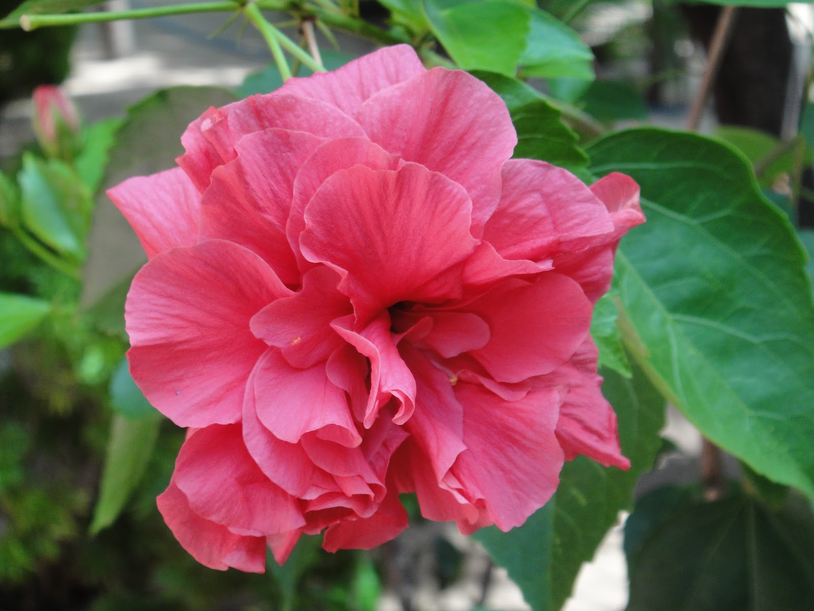 Free HD Background Images Shoe Flower(Hibiscus flower )