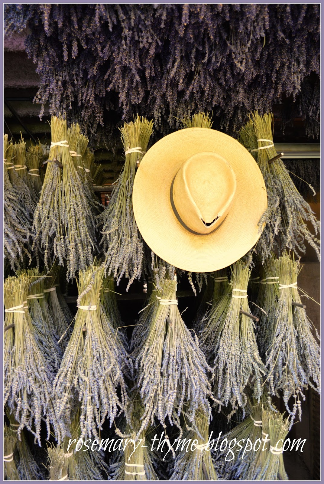 My Travel Diaries Touring Peace Valley Lavender Farm