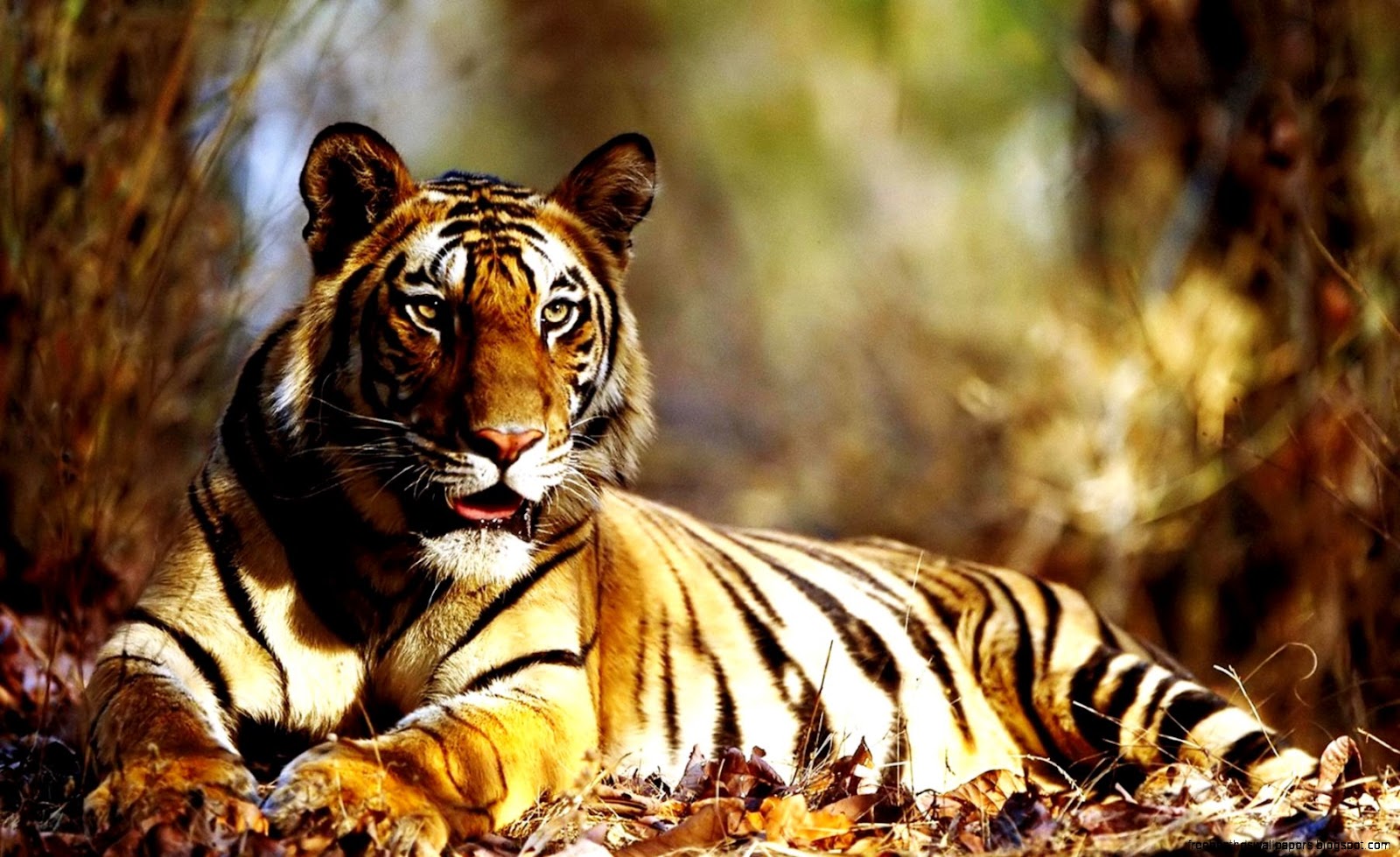 Tiger HD Screensavers 1080P Tiger HD Screensavers 1080P