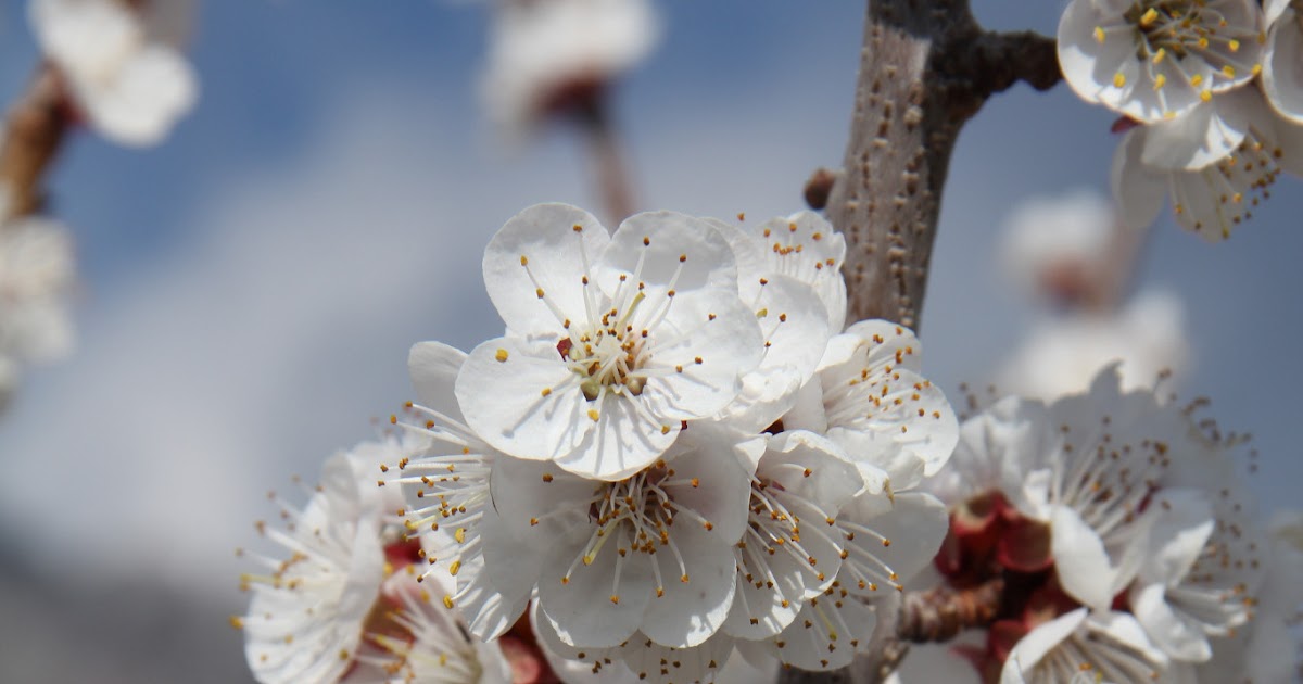 Beit Emmett Popcorn popping on the apricot tree