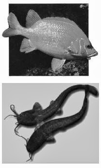 Ikan mas dan lele termasuk ke dalam kelompok Osteichthyes