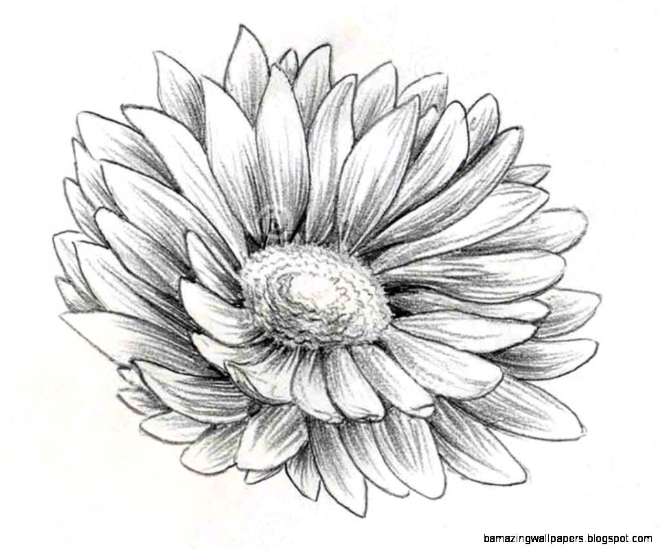 Daisy Flower Pencil Drawing